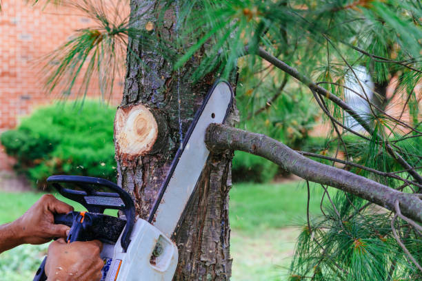 Emergency Storm Tree Removal in Chester, SC